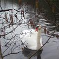 Winterwandeling-Kiewit (19)